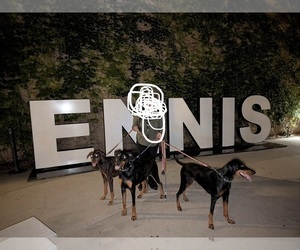Father of the Doberman Pinscher puppies born on 06/18/2026
