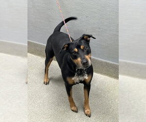 Rottweiler-Unknown Mix Dogs for adoption in Las Vegas, NV, USA