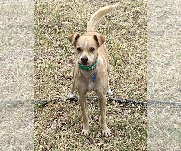 Medium Photo #3 Chihuahua-Unknown Mix Puppy For Sale in New London, WI, USA