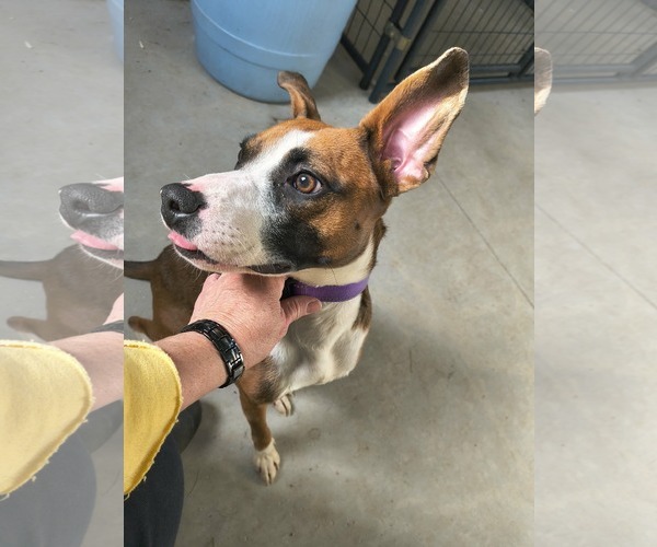 Medium Photo #1 Boxer-Unknown Mix Puppy For Sale in Stover, MO, USA