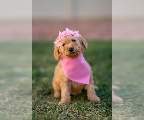 Medium Photo #11 Goldendoodle Puppy For Sale in COLORADO SPRINGS, CO, USA