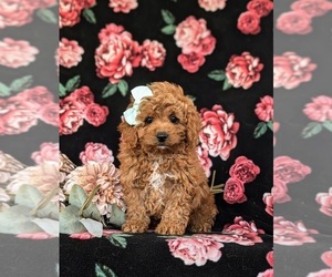 Cavapoo Puppy for sale in NEW PROVIDENCE, PA, USA