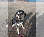 Small Bluetick Coonhound-German Shepherd Dog Mix