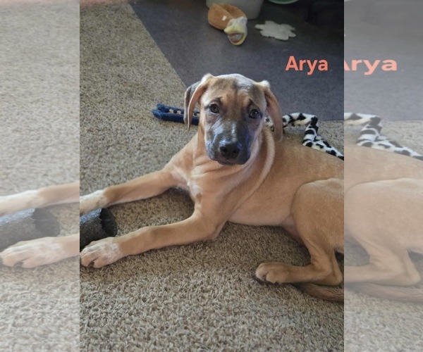 Medium Photo #1 Mutt Puppy For Sale in Waterloo, IA, USA
