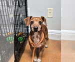 Rudy - Male Chiweenie Dog for Adoption - Small photo