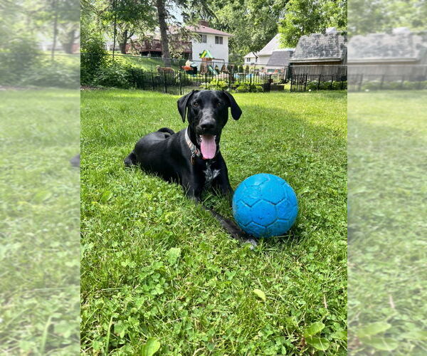 Medium Photo #1 Doberman Pinscher-Great Pyrenees Mix Puppy For Sale in Buffalo, MN, USA