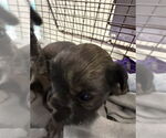 Small Mutt
