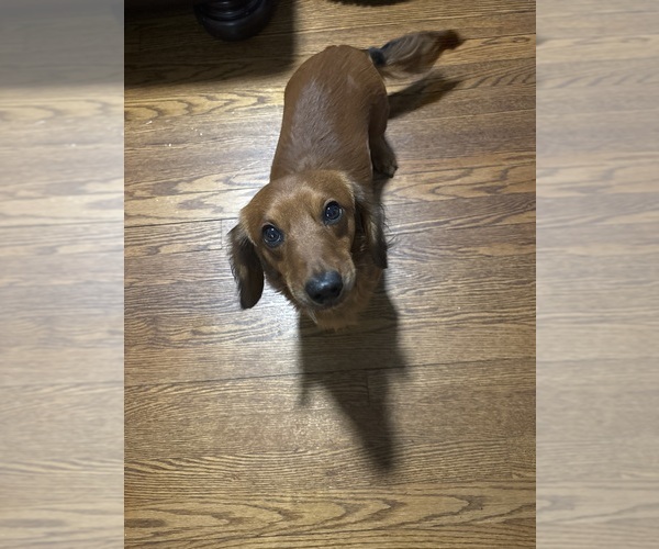 Medium Photo #1 Chiweenie Puppy For Sale in ROANOKE, VA, USA