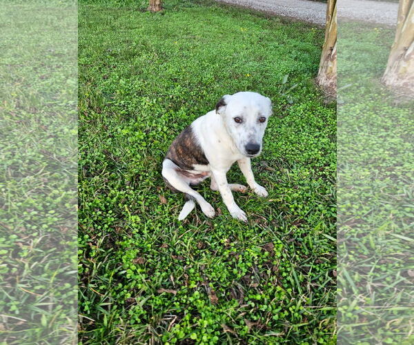 Medium Photo #4 Mutt Puppy For Sale in Wakefield, RI, USA