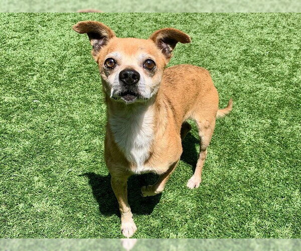Medium Photo #2 Chihuahua-Unknown Mix Puppy For Sale in Moreno Valley, CA, USA