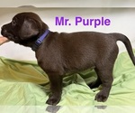 Puppy Mr Purple Labrador Retriever