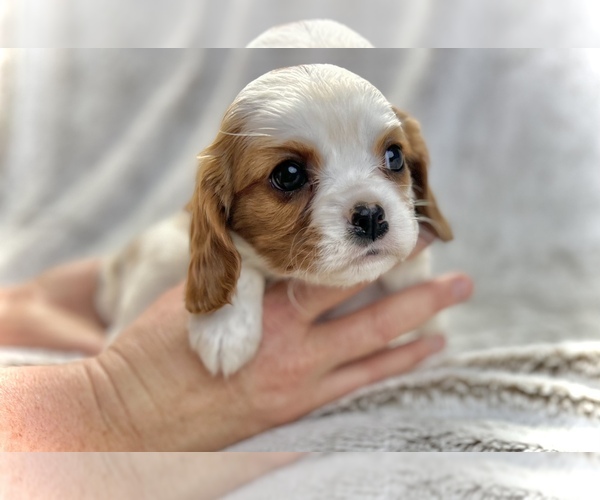 Medium Photo #1 Cavalier King Charles Spaniel Puppy For Sale in COLORADO SPRINGS, CO, USA