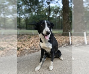 Border Collie Puppy for sale in WILLS POINT, TX, USA