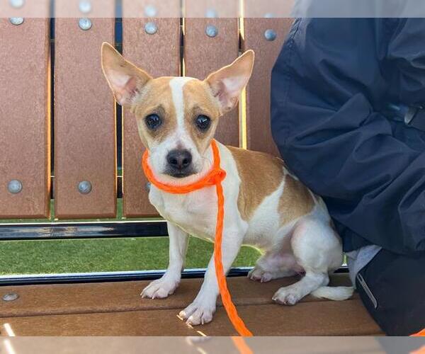 Medium Photo #1 Chihuahua Puppy For Sale in Orange, CA, USA