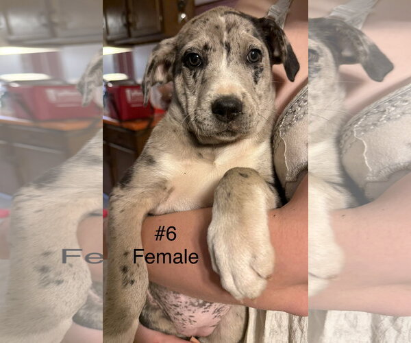 Medium Photo #2 Labrador Retriever-Unknown Mix Puppy For Sale in Royal Palm Beach, FL, USA