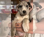 Small #1 Labrador Retriever Mix