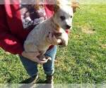 Small Photo #6 Texas Heeler Puppy For Sale in PAOLA, KS, USA