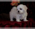 Small Photo #5 Mal-Shi-Malchi Mix Puppy For Sale in HARTFORD, AR, USA