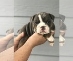 Small Photo #3 Bulldog Puppy For Sale in OLYMPIA, WA, USA