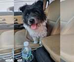 Small #3 Norwich Terrier Mix