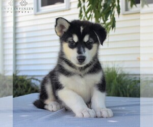 Alaskan Malamute Puppy for sale in GAP, PA, USA