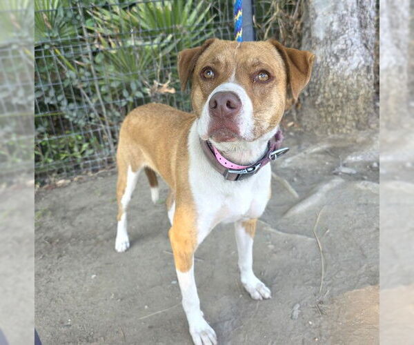 Medium Photo #1 Labrador Retriever-Unknown Mix Puppy For Sale in Long Beach, CA, USA