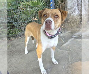 Labrador Retriever-Unknown Mix Dogs for adoption in Long Beach, CA, USA