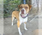 Small Labrador Retriever Mix