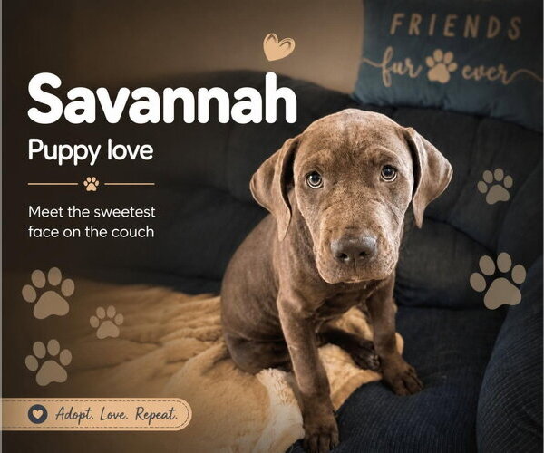 Medium Photo #2 Mastiff-Unknown Mix Puppy For Sale in Goodyear, AZ, USA