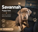 Small #1 Mastiff Mix