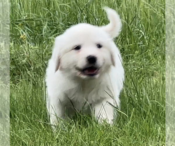 Medium Photo #1 Great Pyrenees Puppy For Sale in SEALY, TX, USA