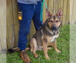 Small #4 Collie-German Shepherd Dog Mix