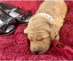 Puppy Ruby Red Goldendoodle