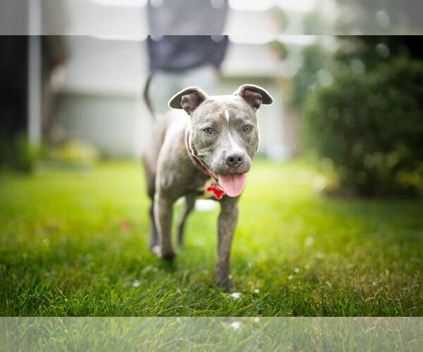 Medium Photo #2 American Pit Bull Terrier Puppy For Sale in Alexandria, VA, USA