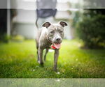 Small #1 American Pit Bull Terrier