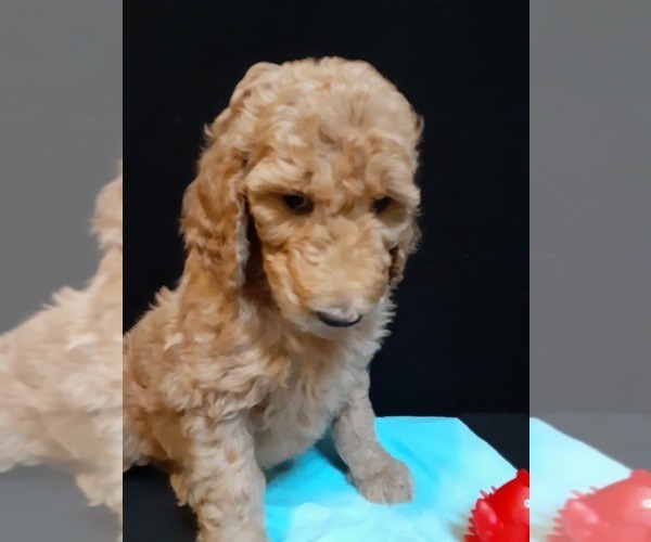 Medium Photo #1 Poodle (Standard) Puppy For Sale in WAUSAUKEE, WI, USA
