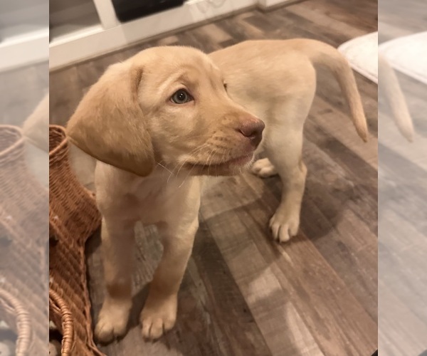 Medium Photo #2 Labrador Retriever Puppy For Sale in VANCOUVER, WA, USA