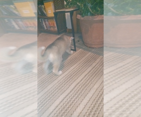 Medium Photo #5 Gerberian Shepsky Puppy For Sale in EDMORE, MI, USA