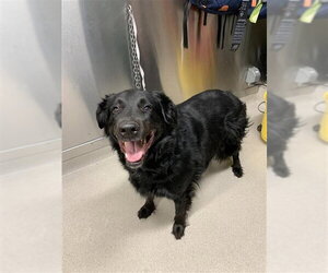 Mutt Dogs for adoption in Fairbanks, AK, USA