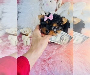 Yorkshire Terrier Puppy for sale in ORLANDO, FL, USA