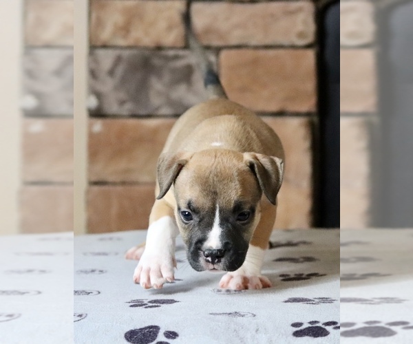 Medium Photo #3 American Bully Puppy For Sale in ORANGEBURG, SC, USA