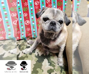 Pug Dogs for adoption in Elizabeth City, NC, USA