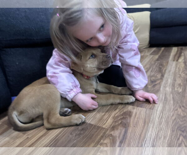 Medium Photo #6 American Pit Bull Terrier-Unknown Mix Puppy For Sale in Sandy, UT, USA