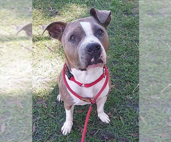 Medium Photo #1 American Staffordshire Terrier Puppy For Sale in Fort Lauderdale, FL, USA