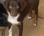 Small #16 Miniature Australian Shepherd