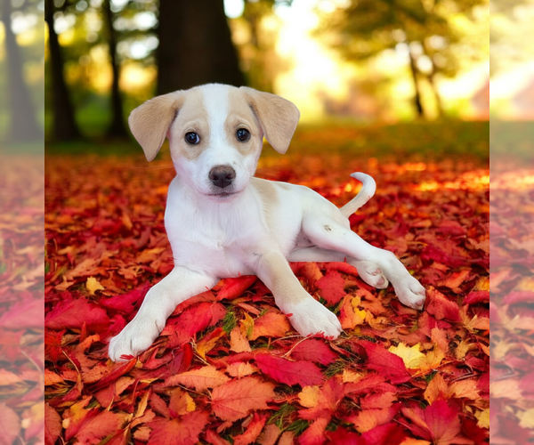 Medium Photo #5 Boxador Puppy For Sale in Vail, AZ, USA