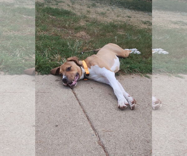 Medium Photo #4 American Pit Bull Terrier-Unknown Mix Puppy For Sale in Germantown, OH, USA
