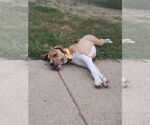 Small #3 American Pit Bull Terrier Mix