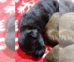 Small Photo #3 Labrador Retriever Puppy For Sale in OLYMPIA, WA, USA
