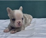 Small #11 French Bulldog